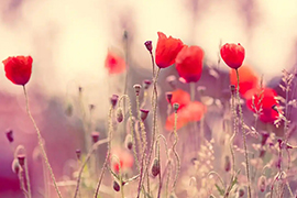 白羊座男生最想要的老婆类型是什么样的